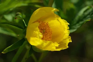tree peony jigsaw puzzle