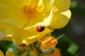 ladybug jigsaw puzzle