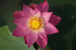 lotus jigsaw puzzle