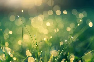 meadow jigsaw puzzle