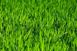grass jigsaw puzzle