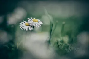 daisies jigsaw puzzle