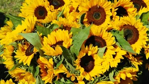 sunflowers jigsaw puzzle