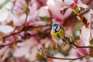 bird jigsaw puzzle