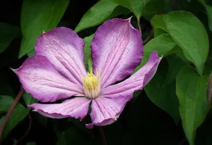 clematis jigsaw puzzle