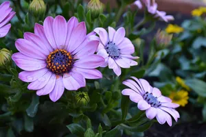 flower jigsaw puzzle
