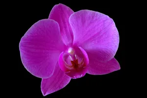 orchid jigsaw puzzle