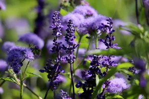 sage jigsaw puzzle
