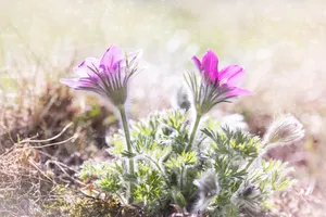 anemones jigsaw puzzle