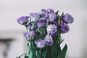 purple roses jigsaw puzzle