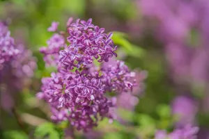 lilac jigsaw puzzle