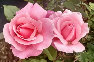 flower jigsaw puzzle