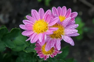 flower jigsaw puzzle
