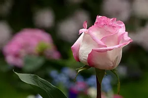 flower jigsaw puzzle