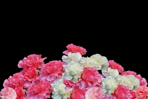 cloves jigsaw puzzle