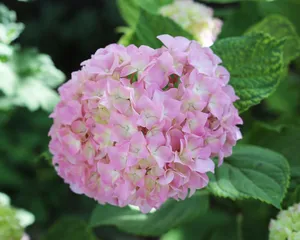 pale pink jigsaw puzzle