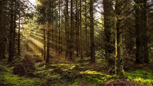 green trees on forest during daytime jigsaw puzzle