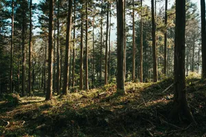 trees on hill jigsaw puzzle