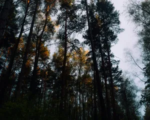 Tall trees reaching towards a cloudy sky jigsaw puzzle