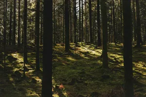 landscape photography of forest jigsaw puzzle