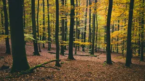yellow leafed trees jigsaw puzzle