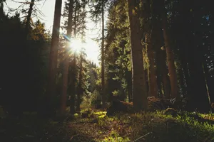 tall trees lot jigsaw puzzle