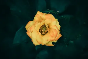 A yellow flower blooms amidst dark green foliage. jigsaw puzzle