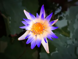 A purple and yellow flower with leaves in the background jigsaw puzzle