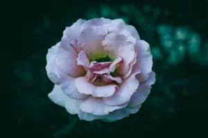 A pink rose blooms beautifully against dark green. jigsaw puzzle