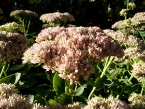 Cluster of pale pink sedum flowers in sunlight jigsaw puzzle