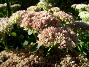 Clusters of pinkish-red flowers in a garden jigsaw puzzle