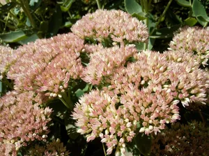 Clusters of pale pink sedum flowers in sunlight. jigsaw puzzle