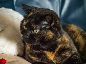 A tortoiseshell cat with green eyes rests comfortably. jigsaw puzzle