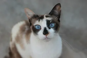 A beautiful cat with striking blue eyes and brown markings. jigsaw puzzle