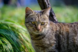 A tabby cat with green eyes looks intently. jigsaw puzzle