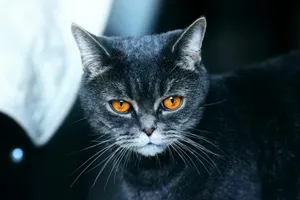 black cat in white background jigsaw puzzle