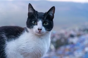 A black and white cat with green eyes looks forward. jigsaw puzzle
