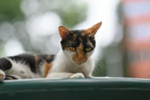 A calico cat with yellow eyes resting on a green surface. jigsaw puzzle
