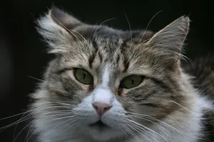 Close-up of a fluffy cat's face with green eyes jigsaw puzzle