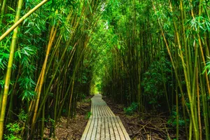Lush bamboo forest on the Pipiwai Trail, featuring a serene wooden boardwalk in Hana, Hawaii. jigsaw puzzle