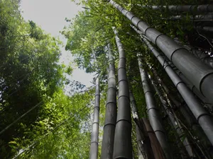 Low-angle view of towering bamboo in a lush Cherokee, NC forest. jigsaw puzzle