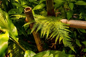 A close-up of lush green ferns intertwined with bamboo in a vibrant garden setting. jigsaw puzzle