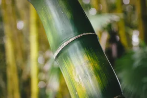 Detailed macro shot of a vibrant green bamboo stalk with a blurred natural background. jigsaw puzzle