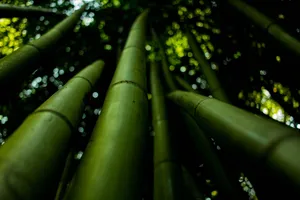 Low angle shot highlighting lush green bamboo stalks in natural focus. jigsaw puzzle