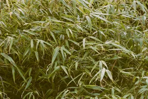 Vibrant green bamboo leaves in a dense garden setting, showcasing natural beauty and tranquility. jigsaw puzzle