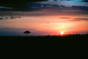 Breathtaking sunset over the savannah with silhouette of acacia tree. jigsaw puzzle