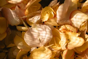 Close-up view of yellow and pink rose petals with water droplets. jigsaw puzzle