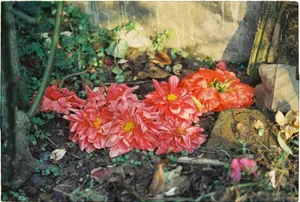 Colorful dahlia flowers scattered on a natural garden surface, blending with earthy tones. jigsaw puzzle
