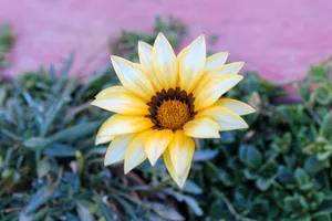 Close-up of a vibrant yellow Gazania flower in fresh green foliage. jigsaw puzzle
