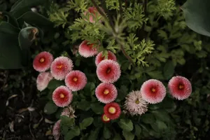 Vibrant pink English daisies blooming among green foliage in a garden setting. jigsaw puzzle